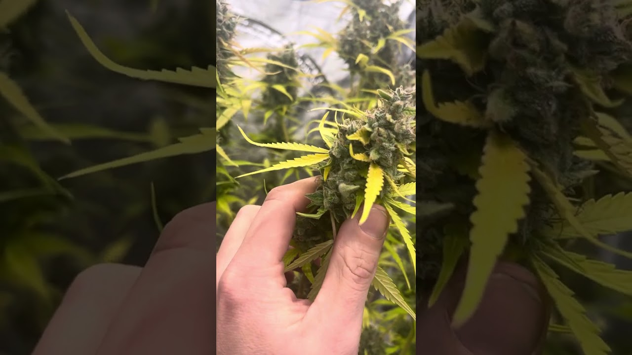 Pound Town Autoflower Day 86!  Almost Done