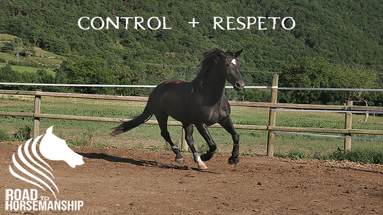 Doma Natural - Cómo REEDUCAR a tu caballo 1/7