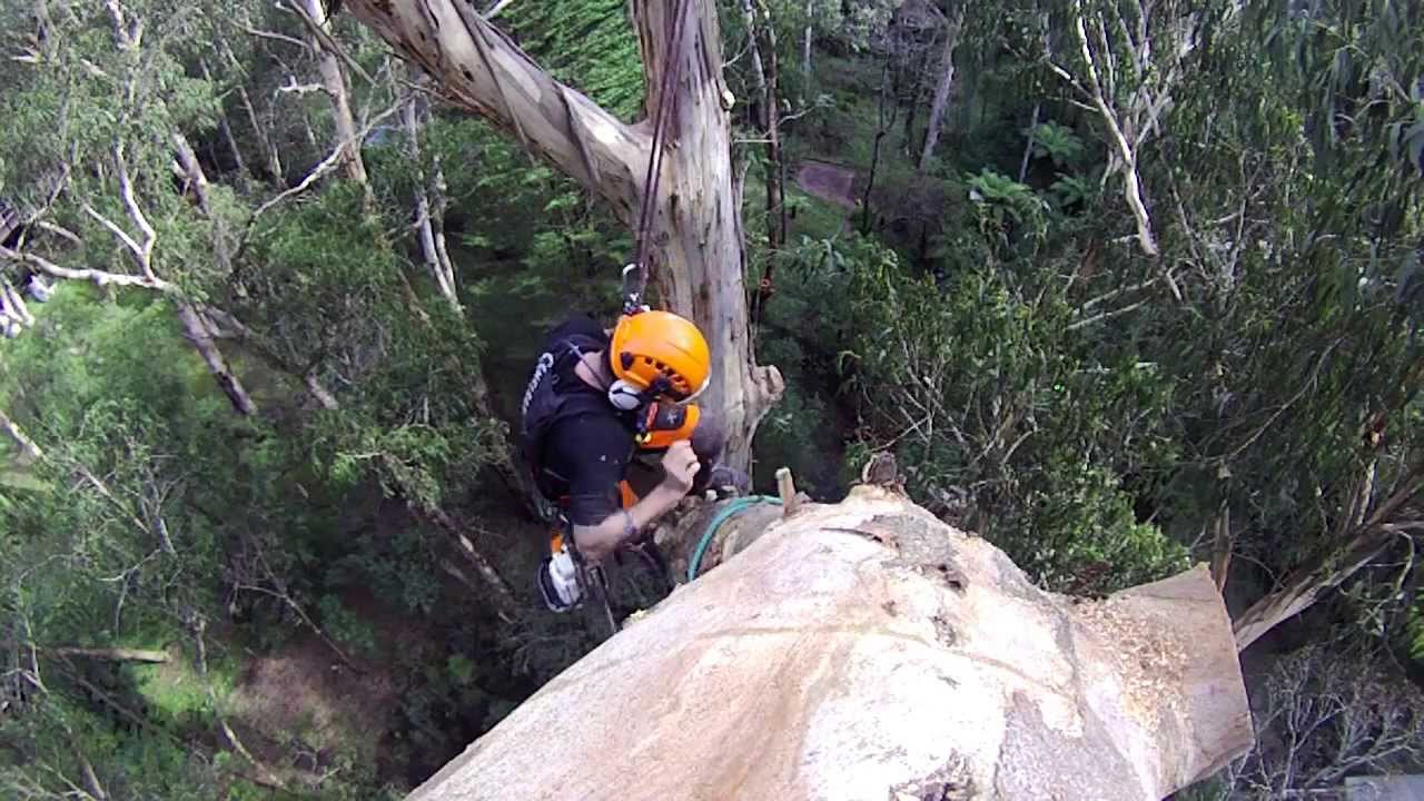 Dead Limb Removal