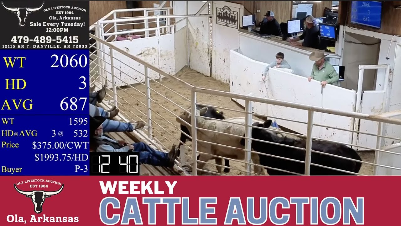 Central Arkansas Cattle Selling LIVE | Ola Livestock Auction | Jan 6, 2026