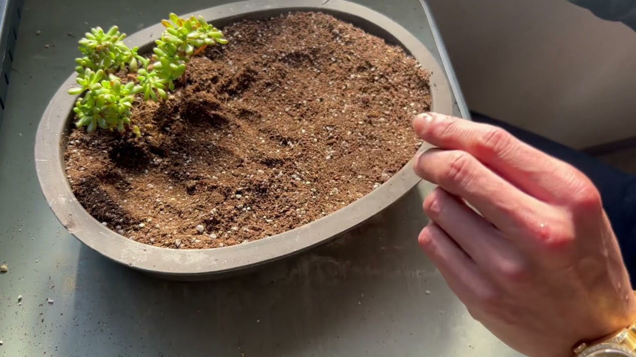 寒くなると元気になる多肉植物🪴アエオニウムの小人の祭りを盆栽鉢に植えてみました
