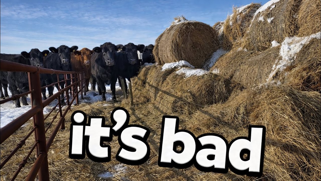 Is this fence even fixable?!?!-Fixing Fence, Clearing Snow & Feeding Cattle | Winter Ranch Life