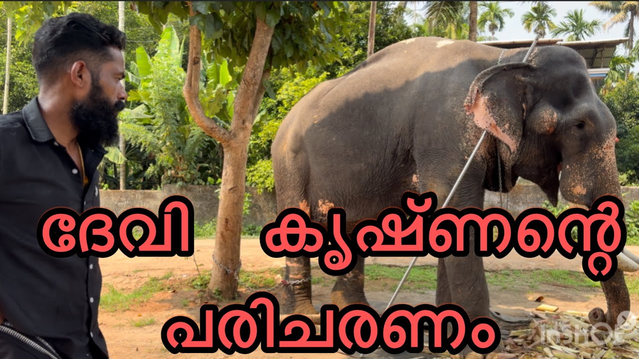 ദേവി കൃഷ്ണന്റെ  പുതിയ  വിശേഷങ്ങൾ 🐘❤️/ Kerala elephant videos/ #elephant #aana #aanaipatty 