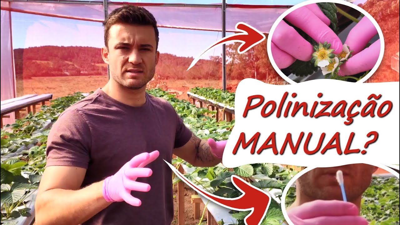 POLINIZAÇÃO MANUAL em Morangos