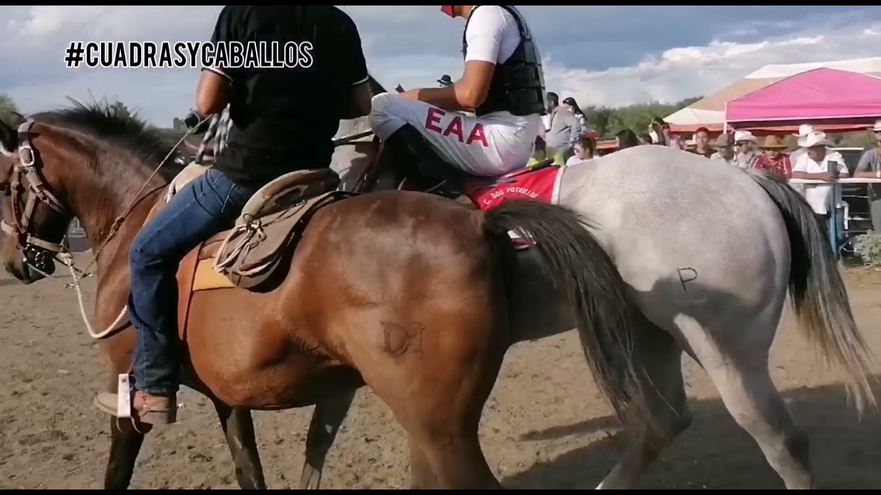 carreras de caballos y corridos ligeros de Tamaulipas