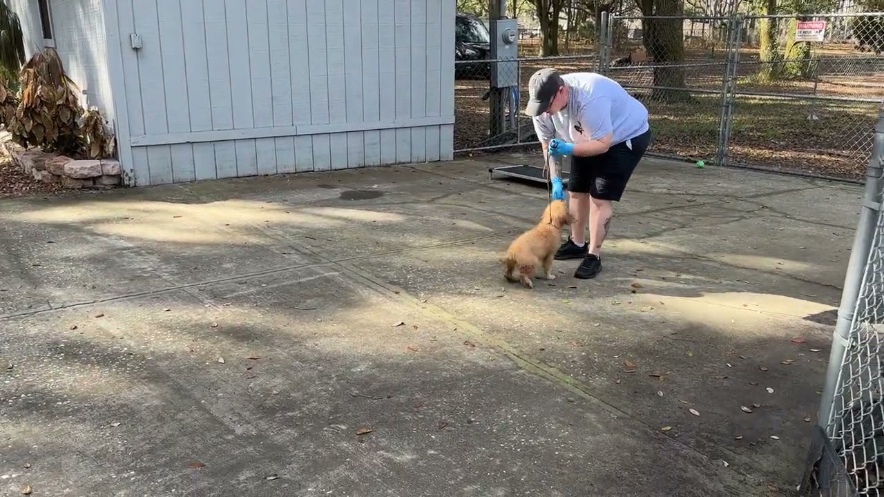 Star - Training 