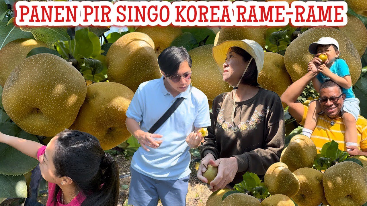 KETAHUAN DEH GARA2 SI ADEK 🤣 MUKBANG & PANEN BUAH PIR SINGO KOREA DI PERKEBUNAN AMERIKA