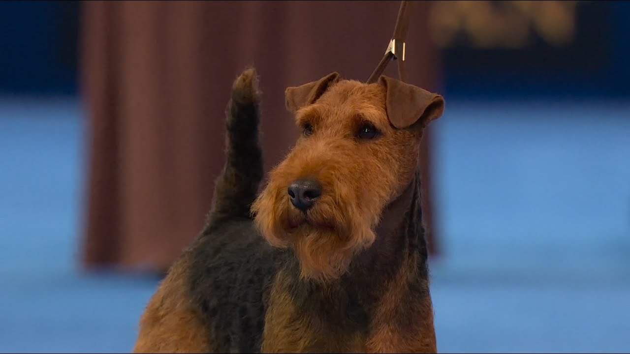 Welsh Terrier BOB winner at National Dog Show 2025 - CH Darwyn's Black Magic