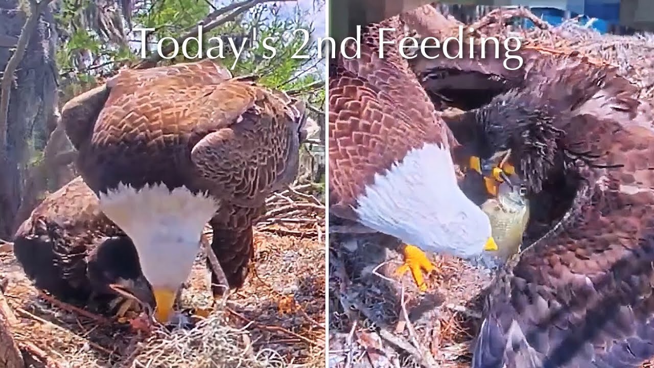 #442🦅Peanut🐥60°(& Brutus🐥65°)／Winter Park Eagle Nest 2026／Against All Odds:One-Eyed Mom／Wink💗Atlas