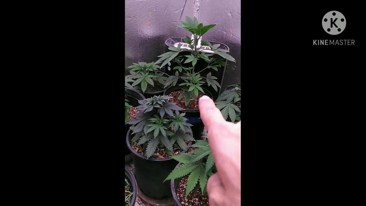 garden tour optic slim 600h #mbxgrow #realgrowersrecharge #npkrawsolubles  #hlg300 #meanwell