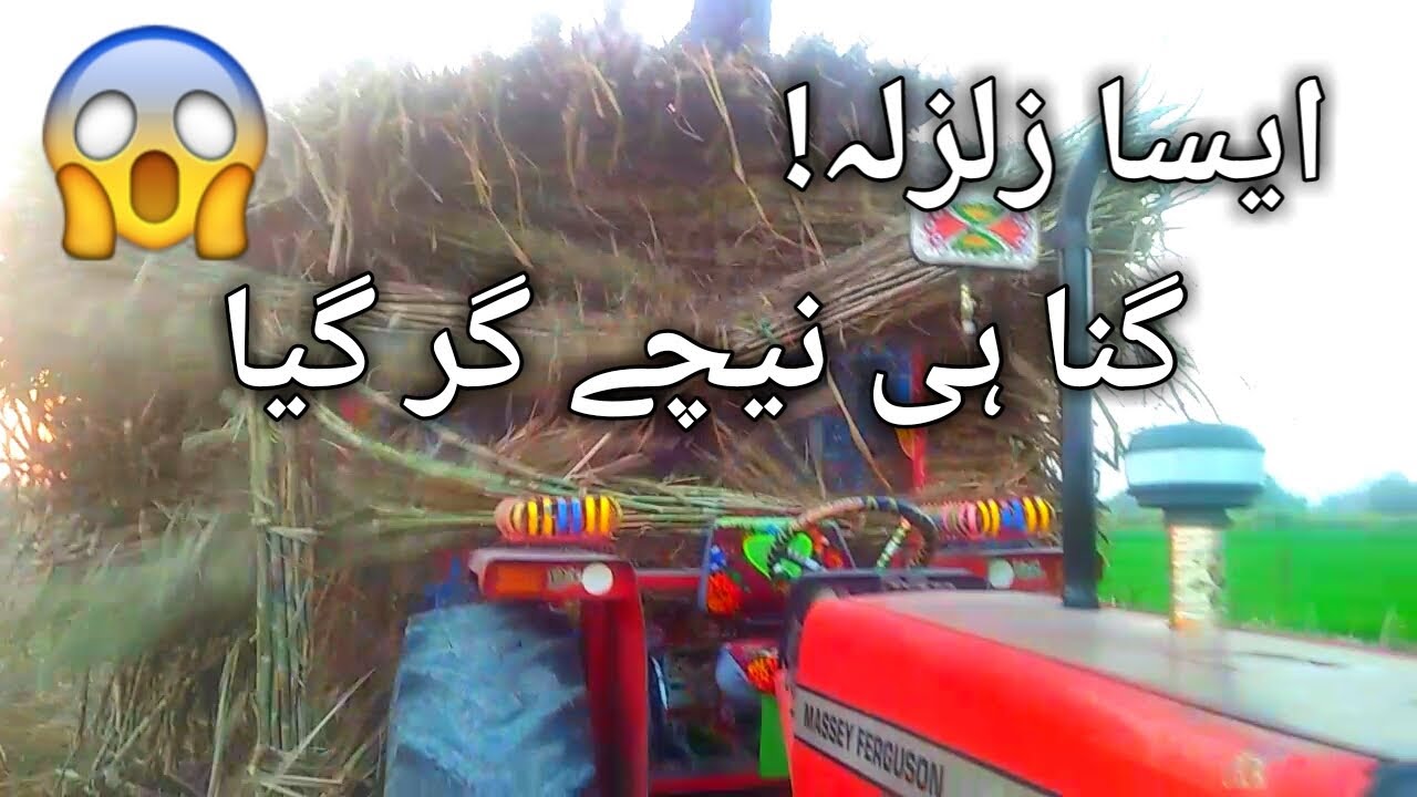 Expert driver performing excellent stunt with Mf 385 sugarcane trolley | All in one excellent stunt