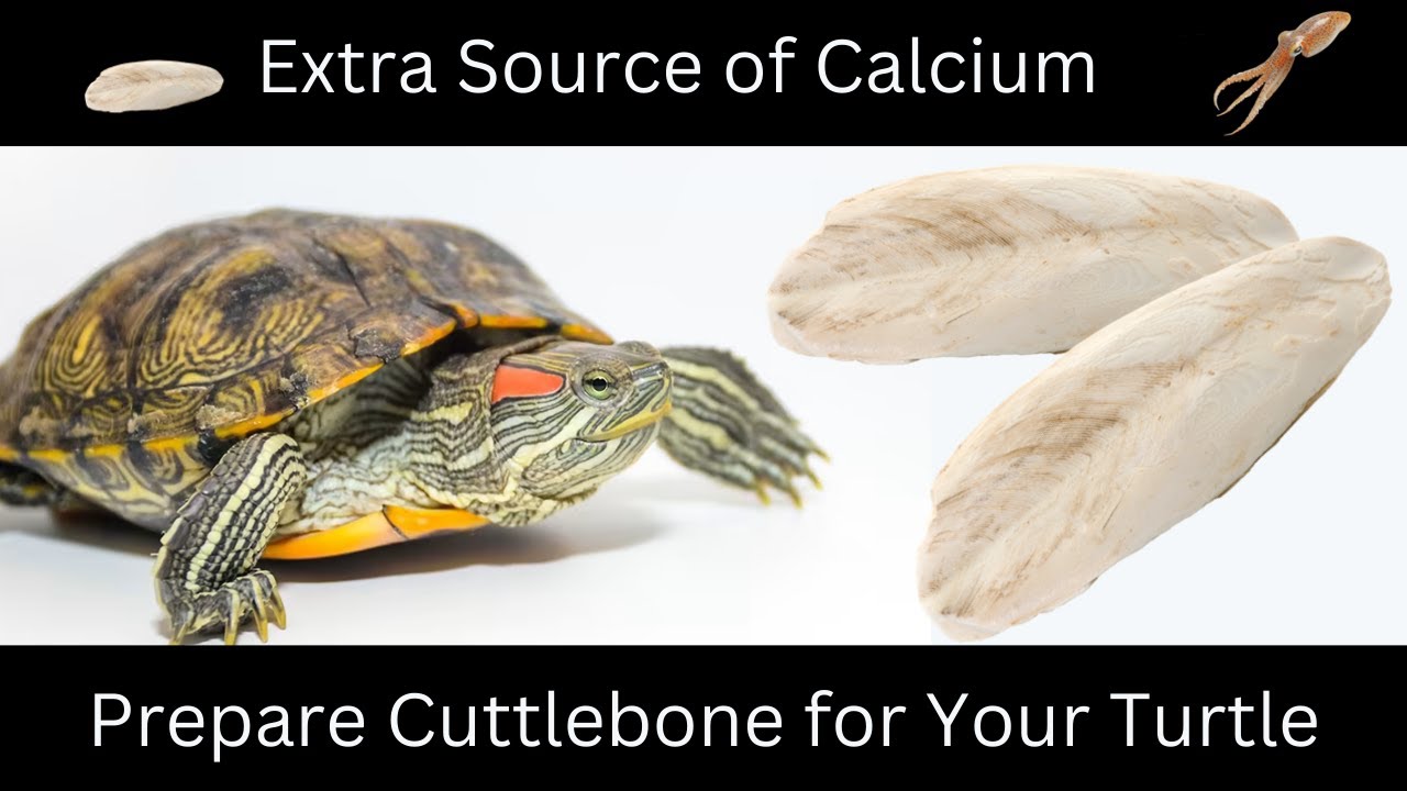 How to Prepare Cuttlebone for Your Turtle!! (Best Calcium Source)