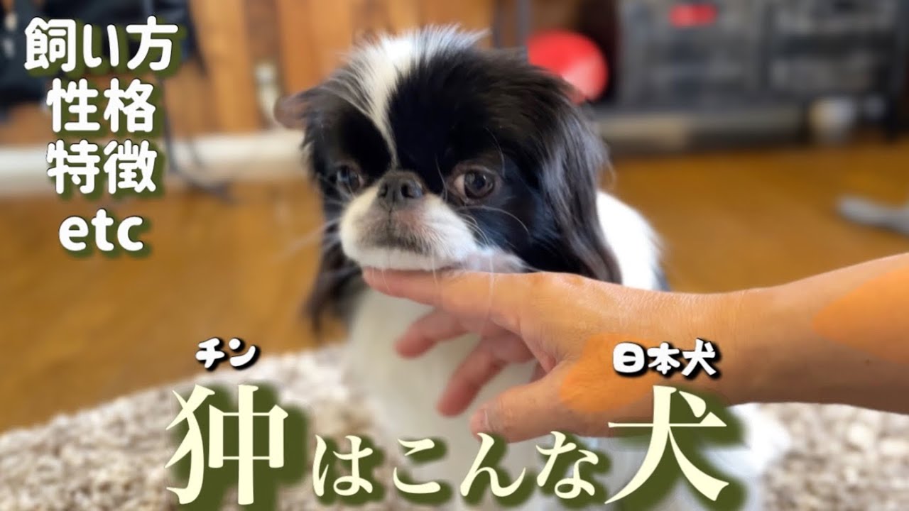 飼い主が語る日本犬狆の性格　賢い？飼いやすい？