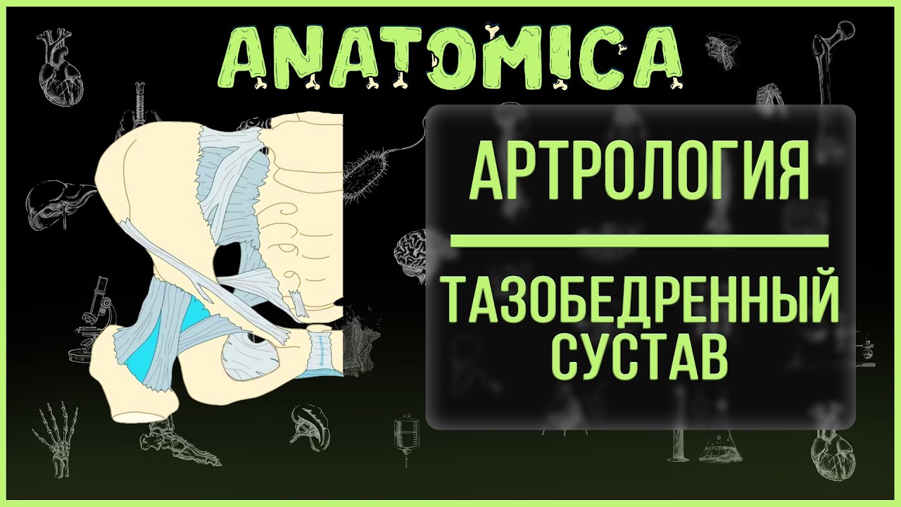 Тазобедренный сустав  IАртрологияI