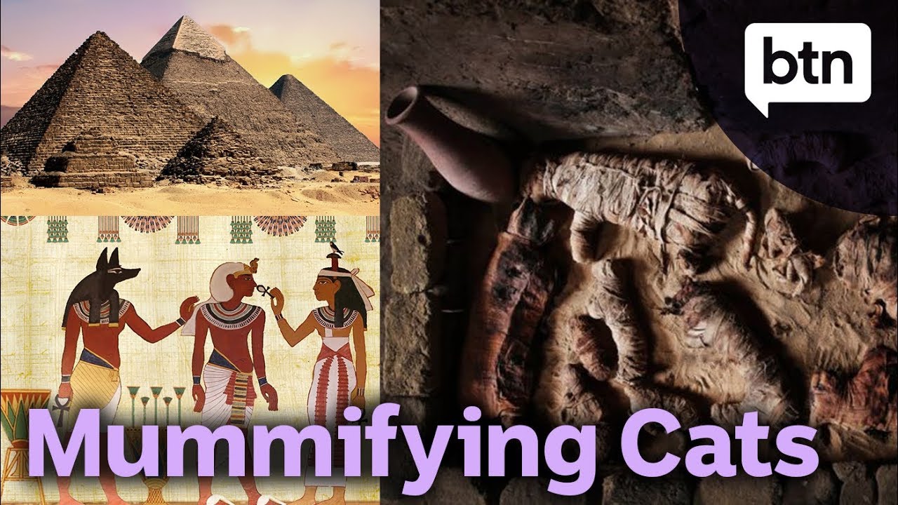 Why Did Ancient Egyptians Mummify Cats?