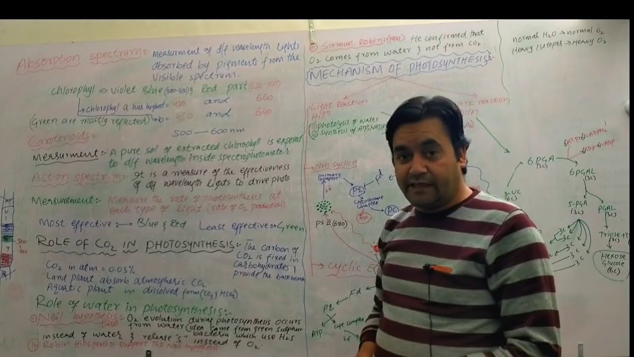 Absorption and action spectrum, Light reaction | Cyclic and non-cyclic |Dark reaction, Calvin Cycle