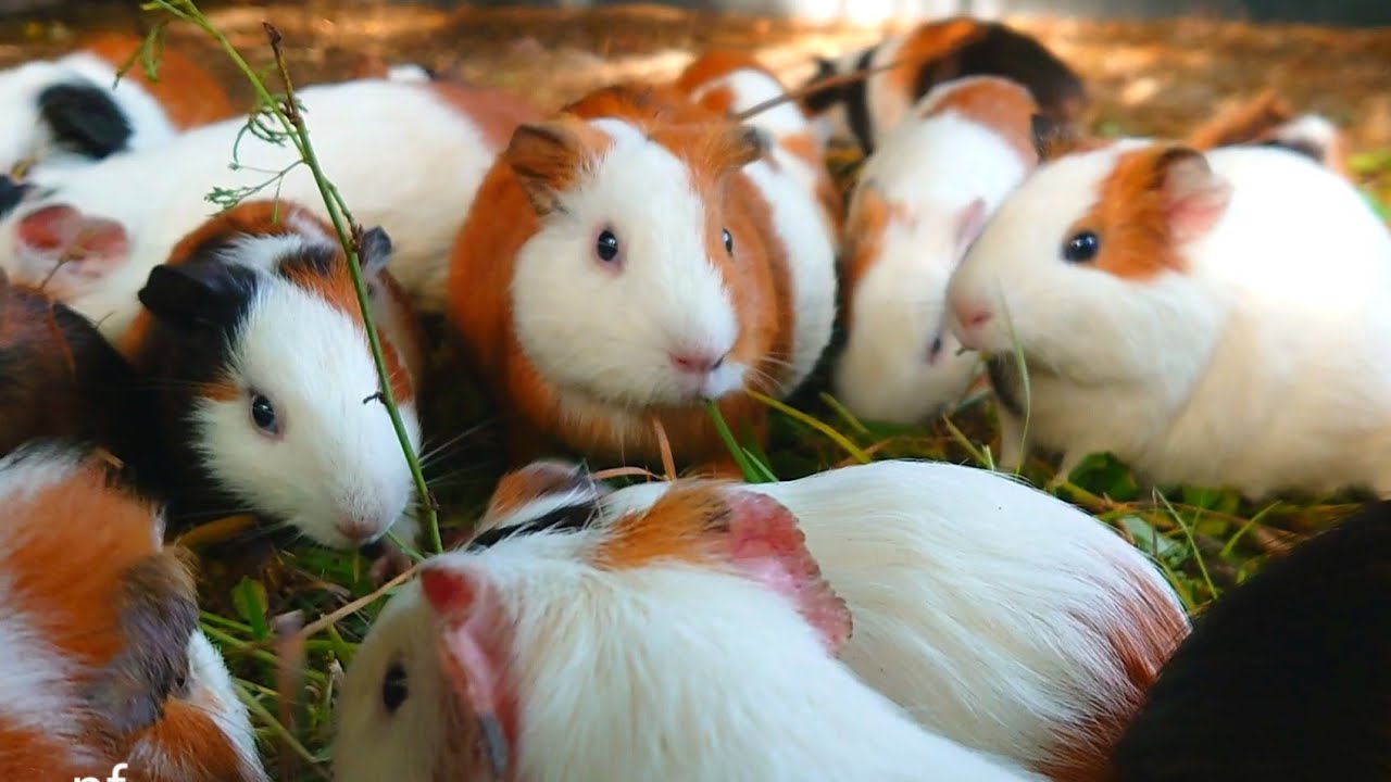 Eating Guinea pig asmr,Cute and funny Guinea pig videos,Guinea pig routines, cute baby pet animals 