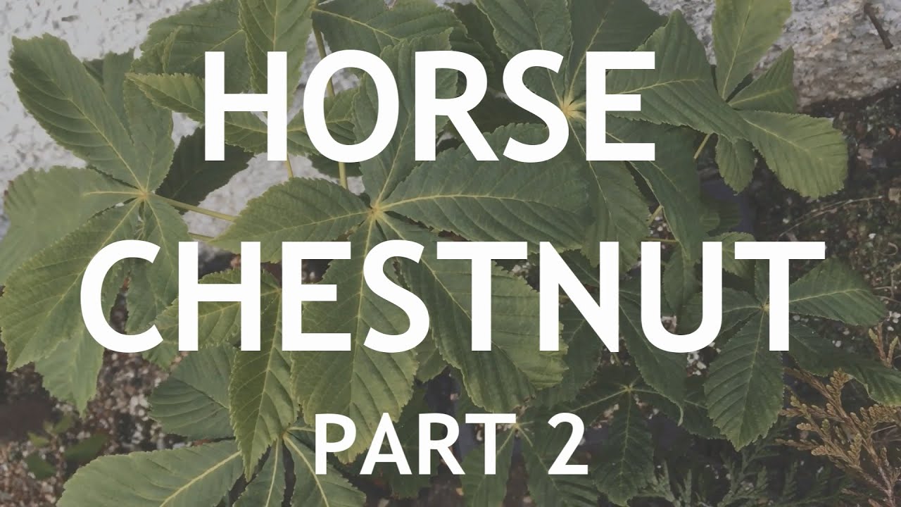 Horse Chestnut Bonsai 2