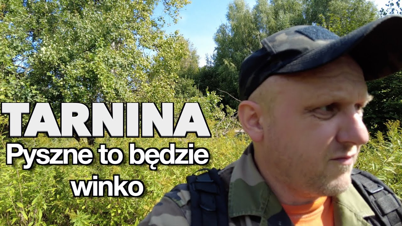 po TARNINĘ przedzieram sie przez chaszcze żeby dobre WINO było w domu