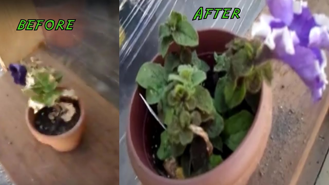 EZ GROW!