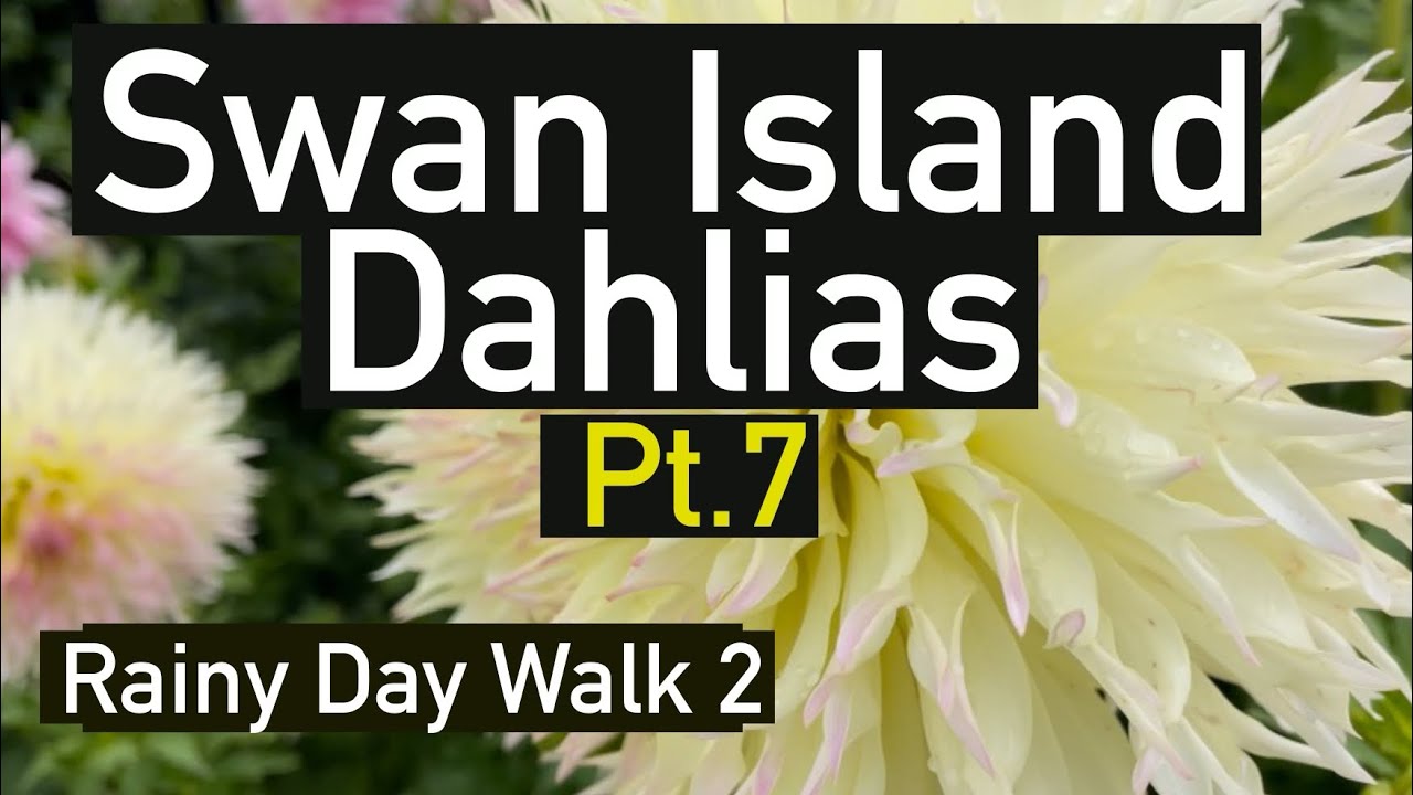 Part 7. Dahlia Varieties by name, rainy day walk. #dahlia #flowers #gardening