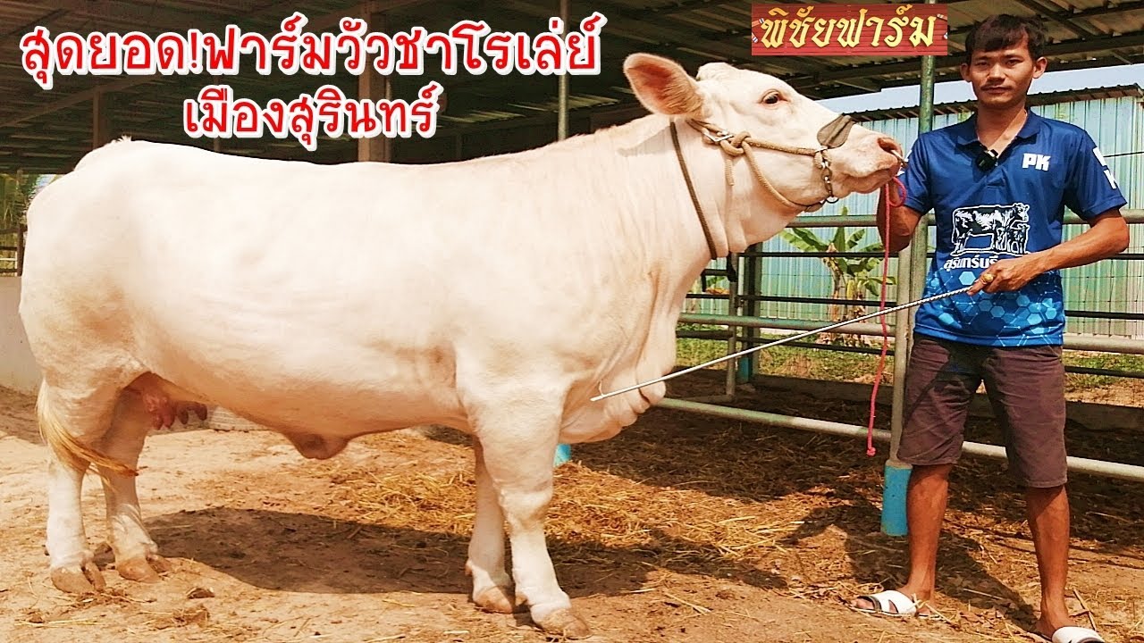 สุดยอด!แล้วฟาร์มนี้อดีตทำงานประจำแต่กลับลำมาเลี้ยงวัว,อีกหนึ่งฟาร์มวัวชาโรเล่ห์สายพันธ์ดีแดนอีสานใต้