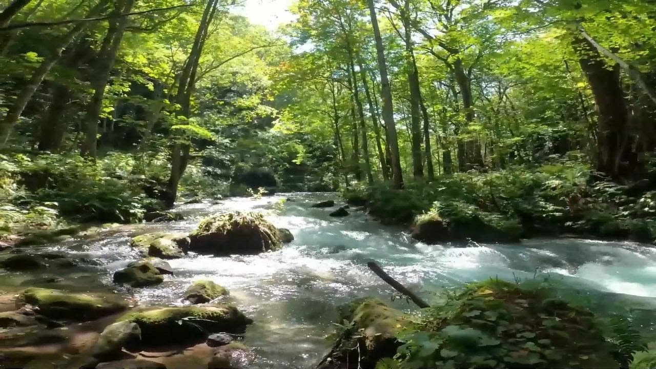 Oirase Stream [Aomori, Japan]