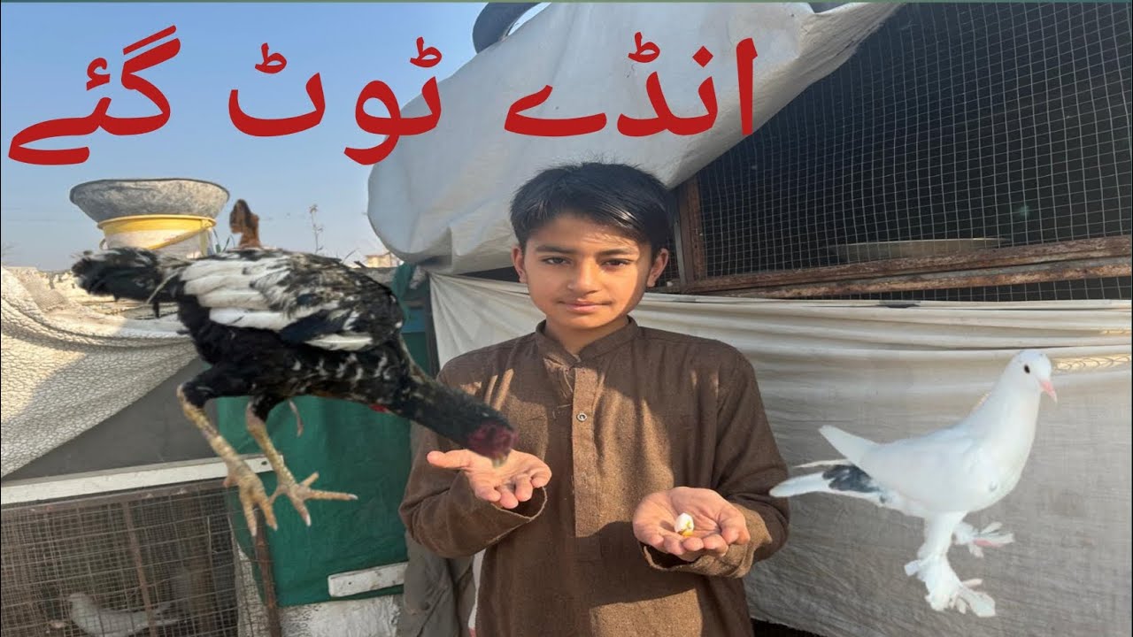 Parrot k Andy toot gay 🦜 bachy b nahi aye// huzaifa or haris 