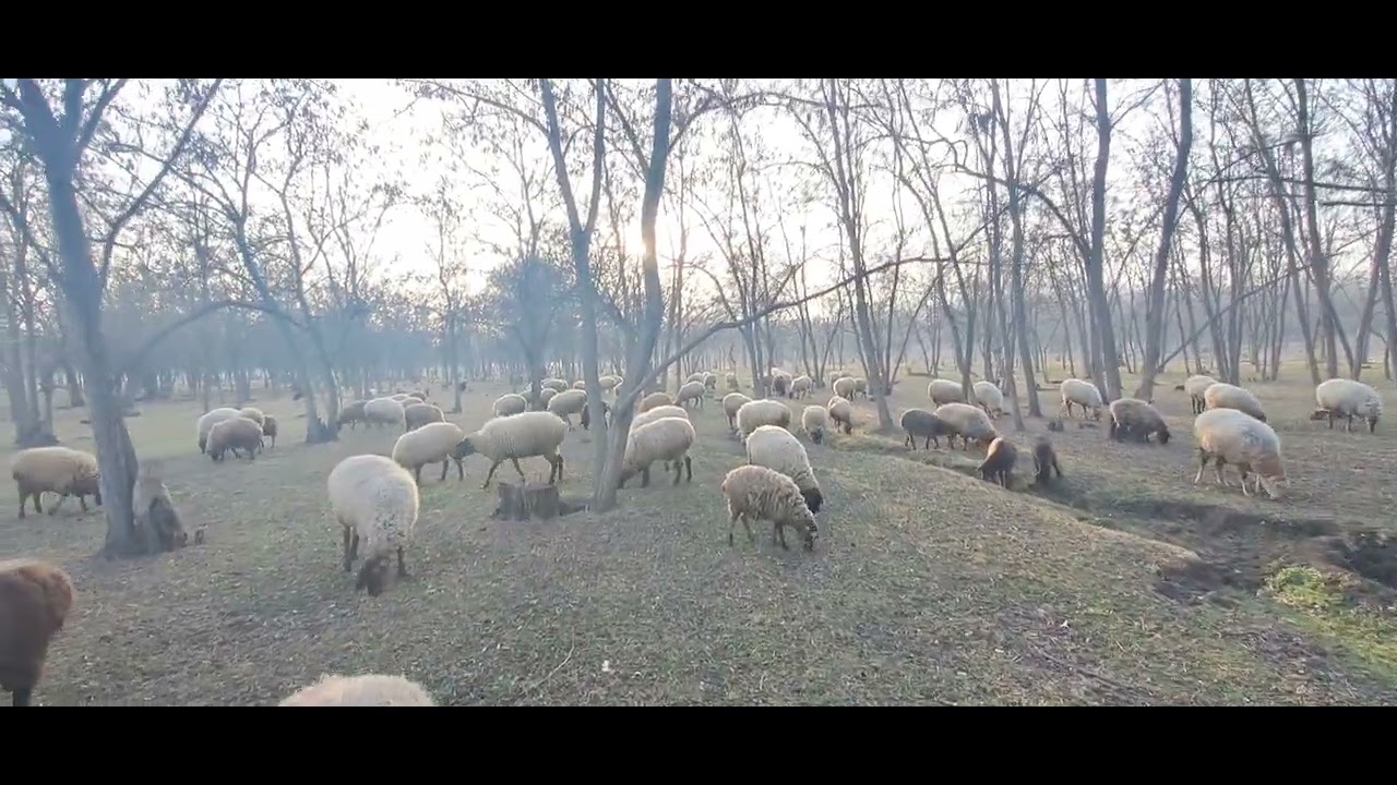 Çinarlı qəsəbəsi(29.01.2026)