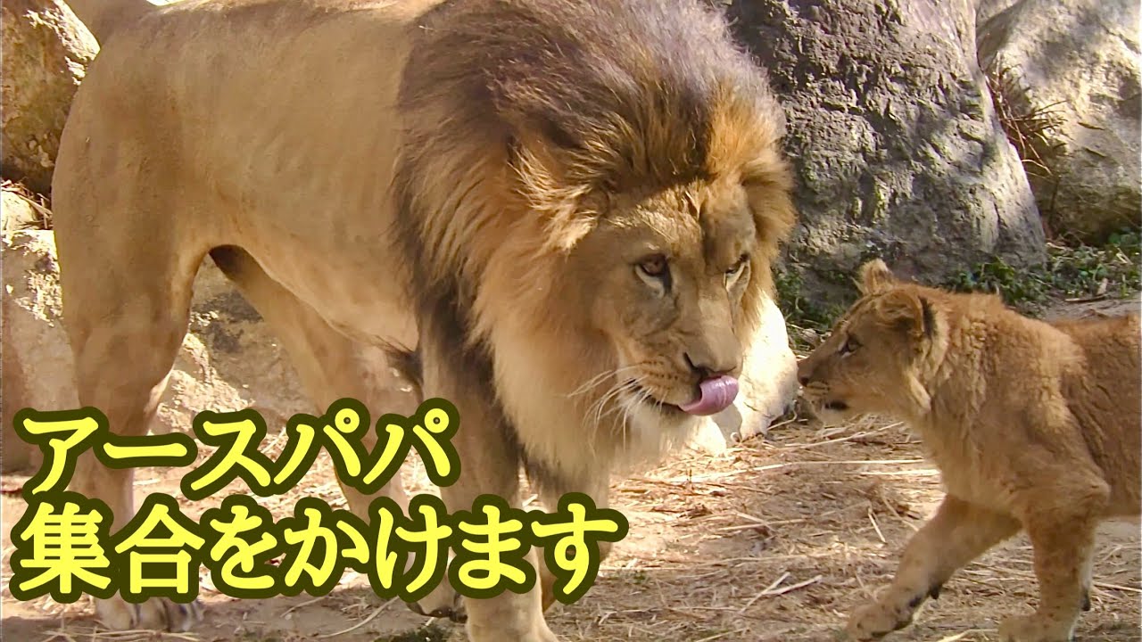 アースパパの鳴き声でみんな集合です【のんほいパーク】Lion Earth Silk Den Al Vega Toyohashi Zoo 