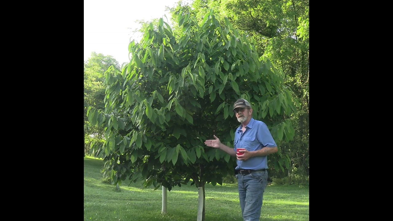 Foliage feeding results @pawpawchronicles-n-morewit1210