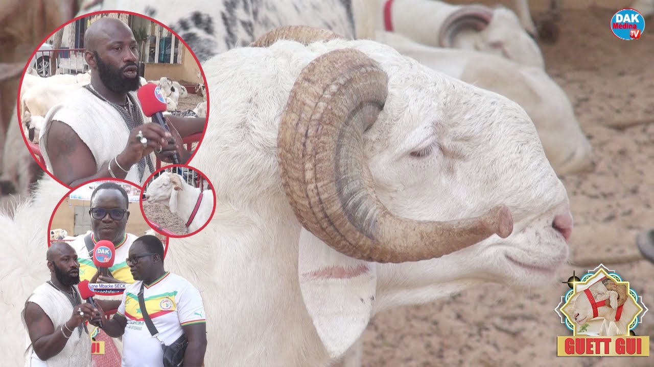 Reportage Guett Gui 2023 à la bergerie Touré Kundaa rue 11 x 6: khar monoul yomboul ren mon takh...