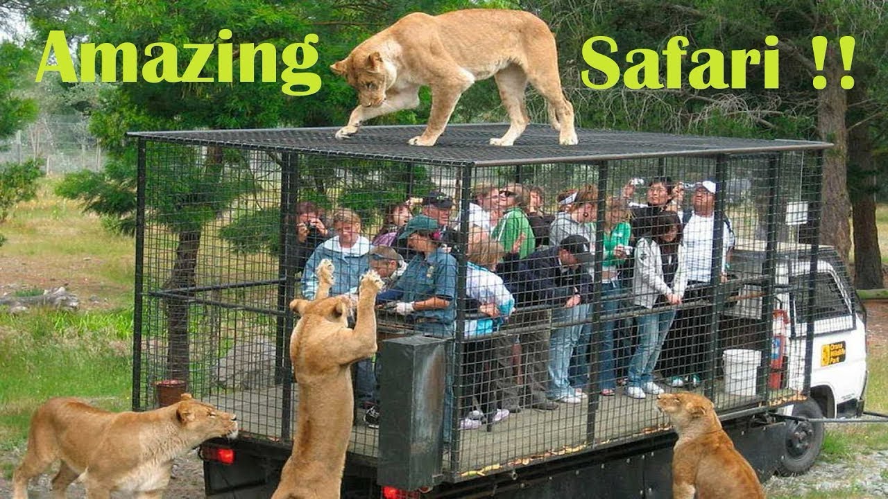 Bannerghatta Jungle Safari 🐅 | Tiger Just Came THIS Close! 😱 