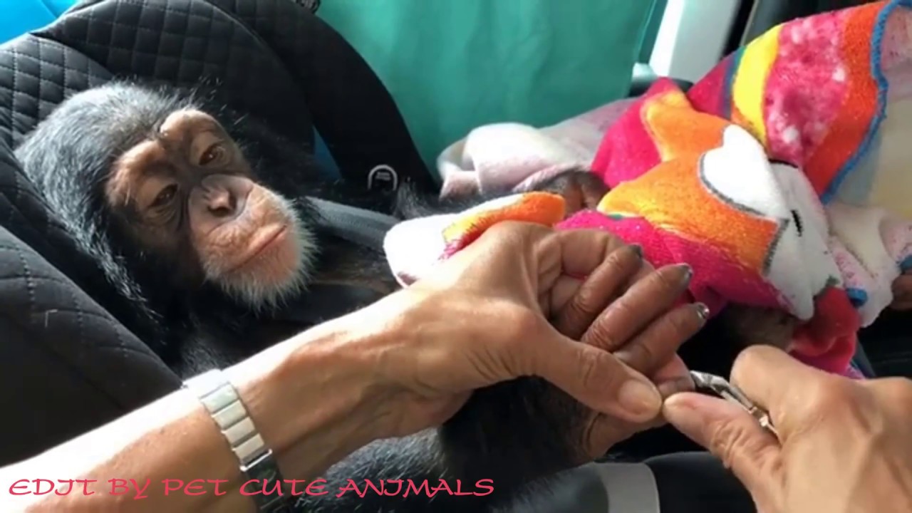 Cute Monkeys Part #86 - Expressions on the face of the chimpanzee when taken care of by the owner