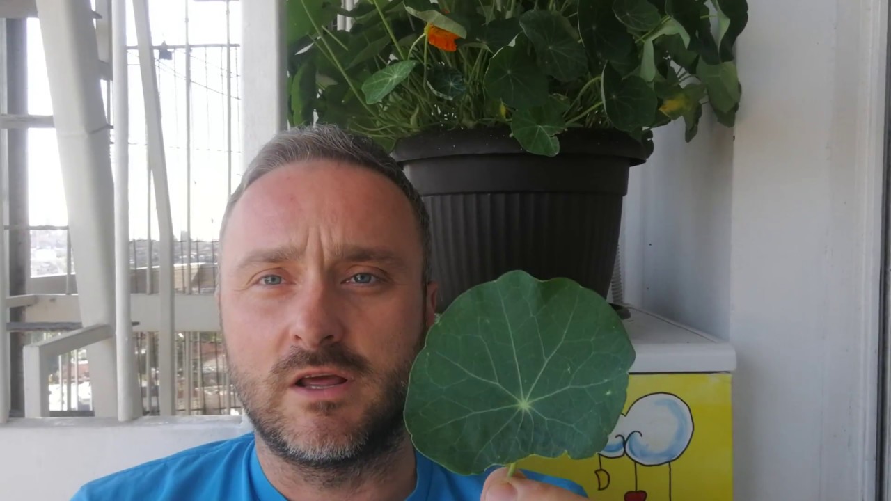 Dragoljub - borac protiv bakterija raste na va&scaron;oj terasi