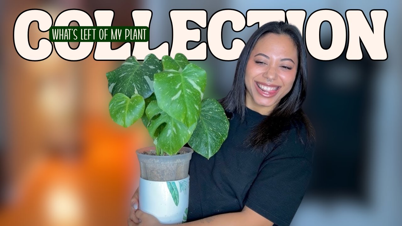 Houseplant Collection Tour ! | How My Plant Collection Looks At the Start of 2026