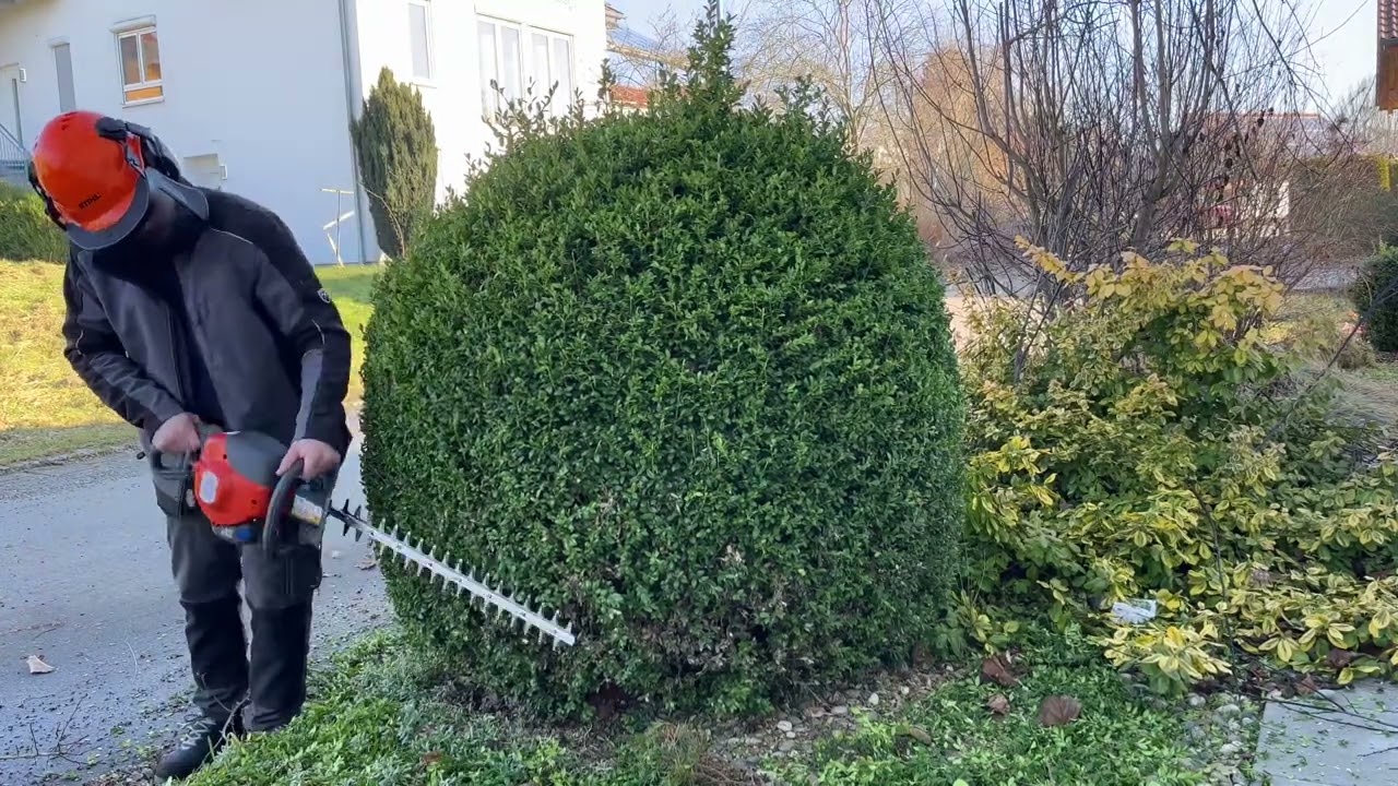 Buschsbaum Formschnitt