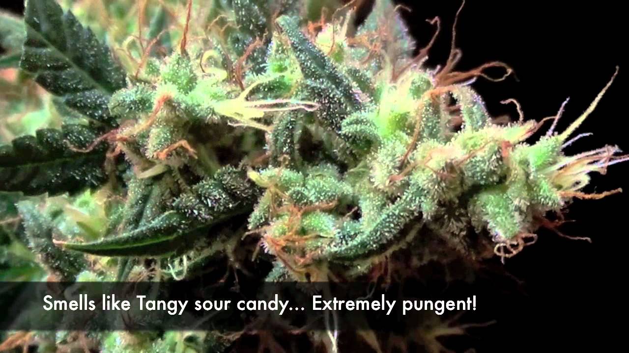 HARVESTING Snowryder Autoflower T5 Cannabis Grow (Day 72 from seed)