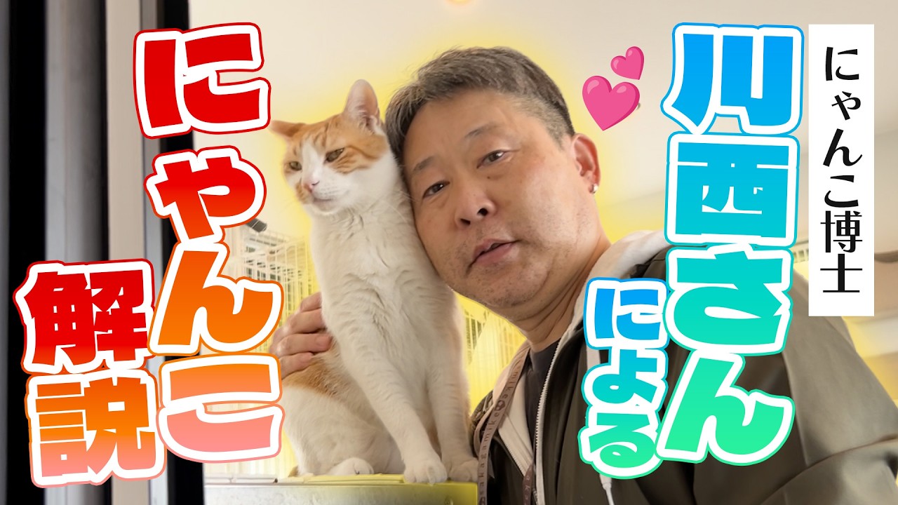【にゃんこ博士・川西さん解説！】さかがみ家にゃんこたちの個性