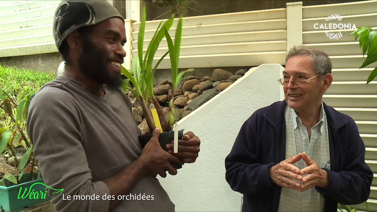 Weari ! Dans le monde des orchidées