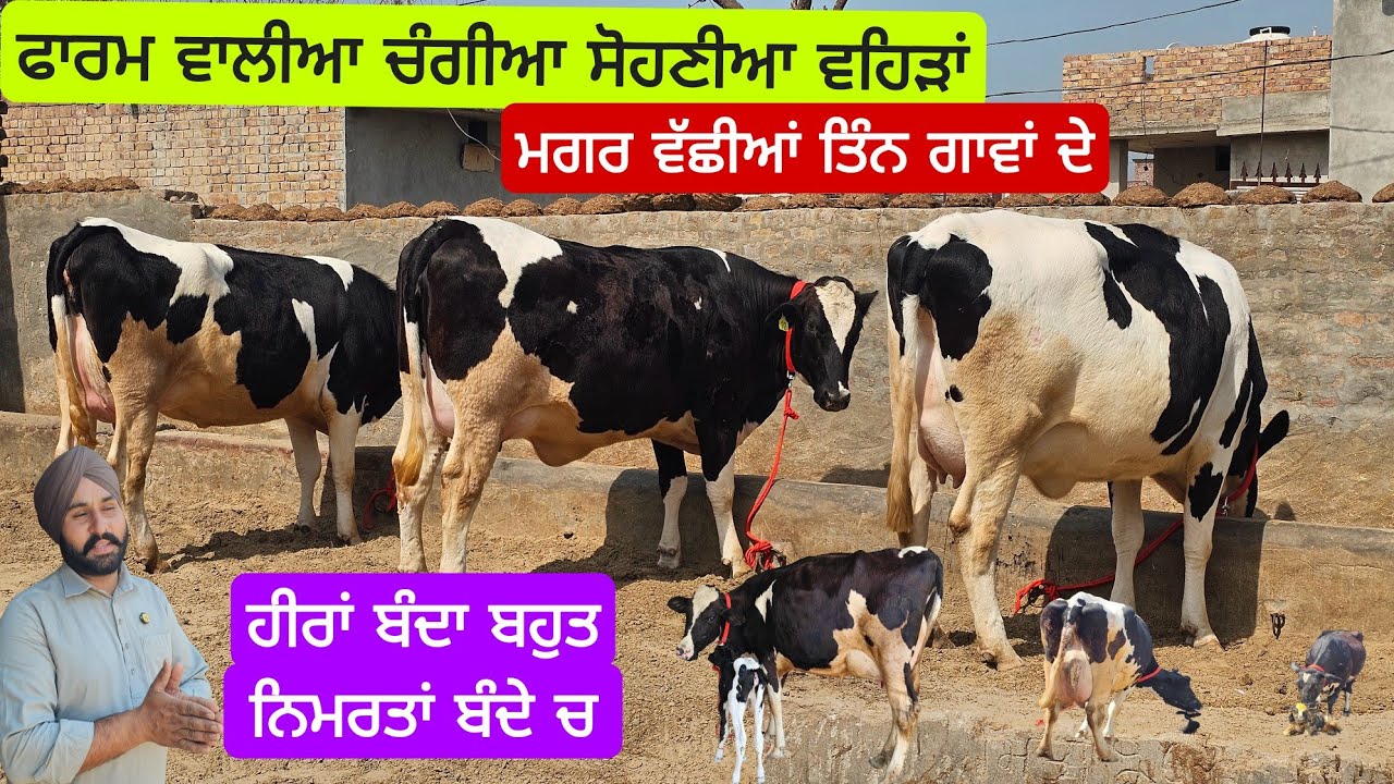 ਤਿੰਨ ਸੂਈਆ ਵਹਿੜਾਂ ਤਿੰਨਾਂ ਮਗਰ ਵੱਛੀਆ ਤਿੰਨ ਸੂਣ ਵਾਲੀ ਭੁੱਖ ਲਹਿੰਦੀ ਅ ਵੇਖ ਕੇ ਸਿਰੇ ਦੀਆ ਵਹਿੜਾਂ ਸੇਵਕ ਕੋਲ ਨਗੀਨੇ।