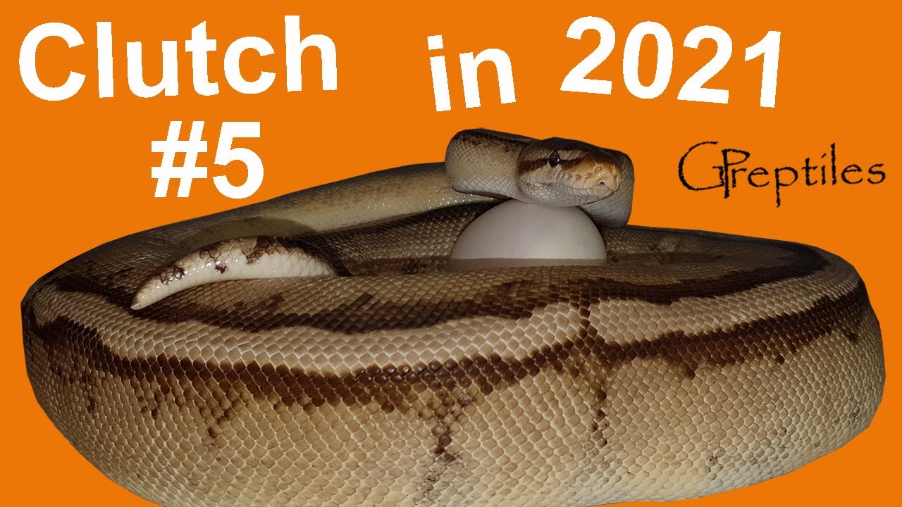 Some Genetic Stripe fun! Ball Python Clutch #5!