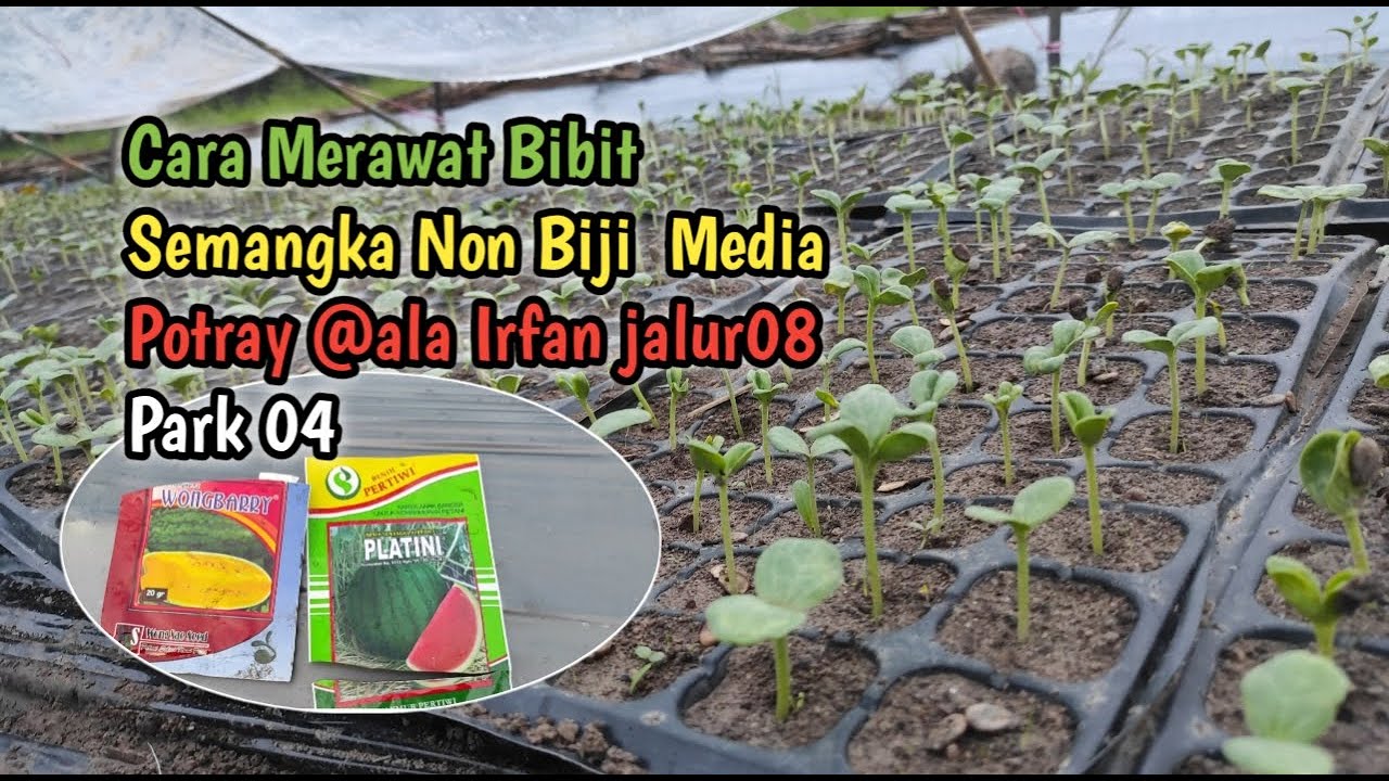 Cara Merawat Bibit Semangka Non Biji  Media Potray @ala Irfan jalur08 #budidayasemangka