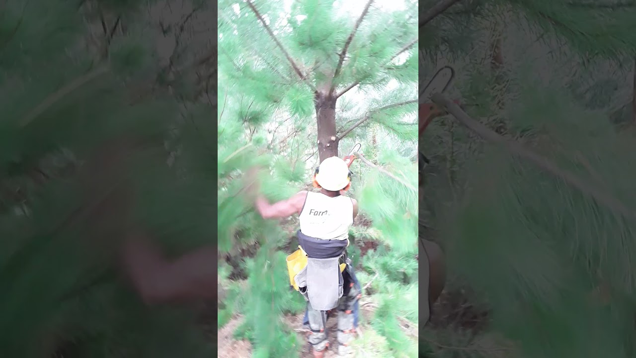 Gizzy chainsaw pruning