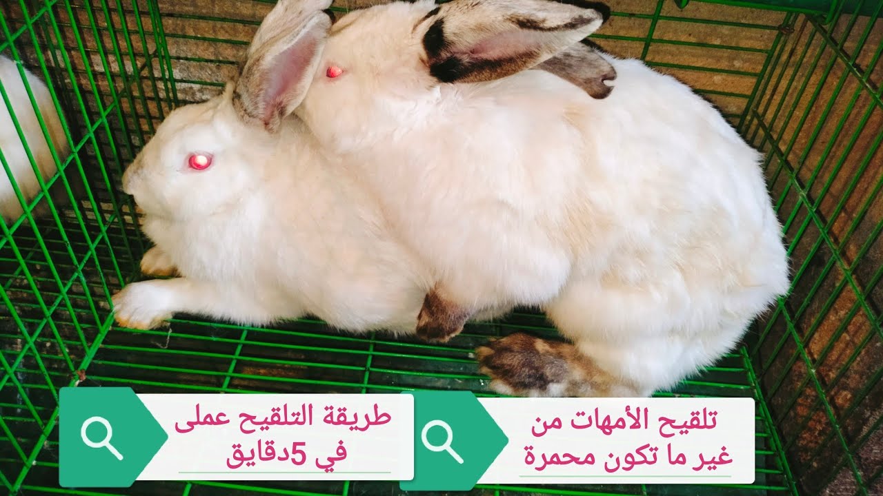 تلقيح الأرانب فى خمس دقائق من غير ما تكون محمرة ومن غيرمايظهر عليها علامات قبول التلقيح شوفها عملى👍