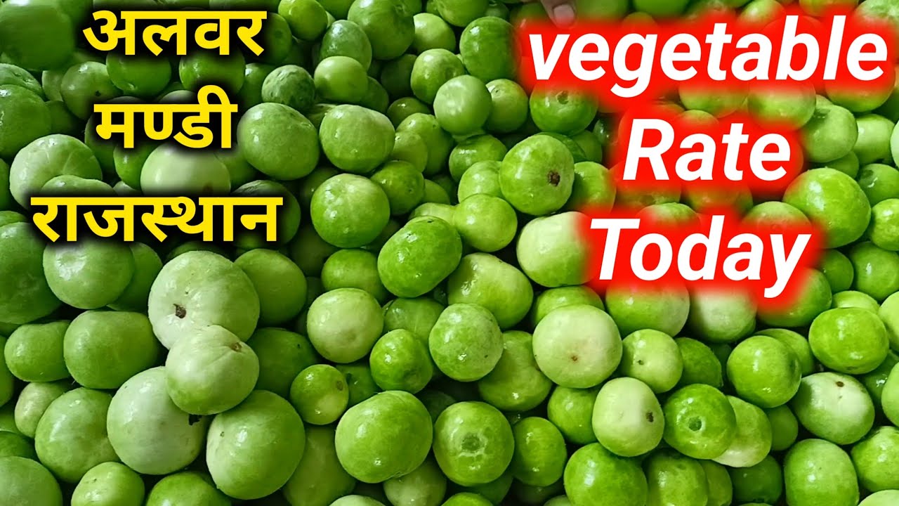 Vegetable Wholesale Price Today Alwar Mandi Rajasthan। सब्जियों के भावों की लाइव रिपोर्ट अलवर मण्डी 