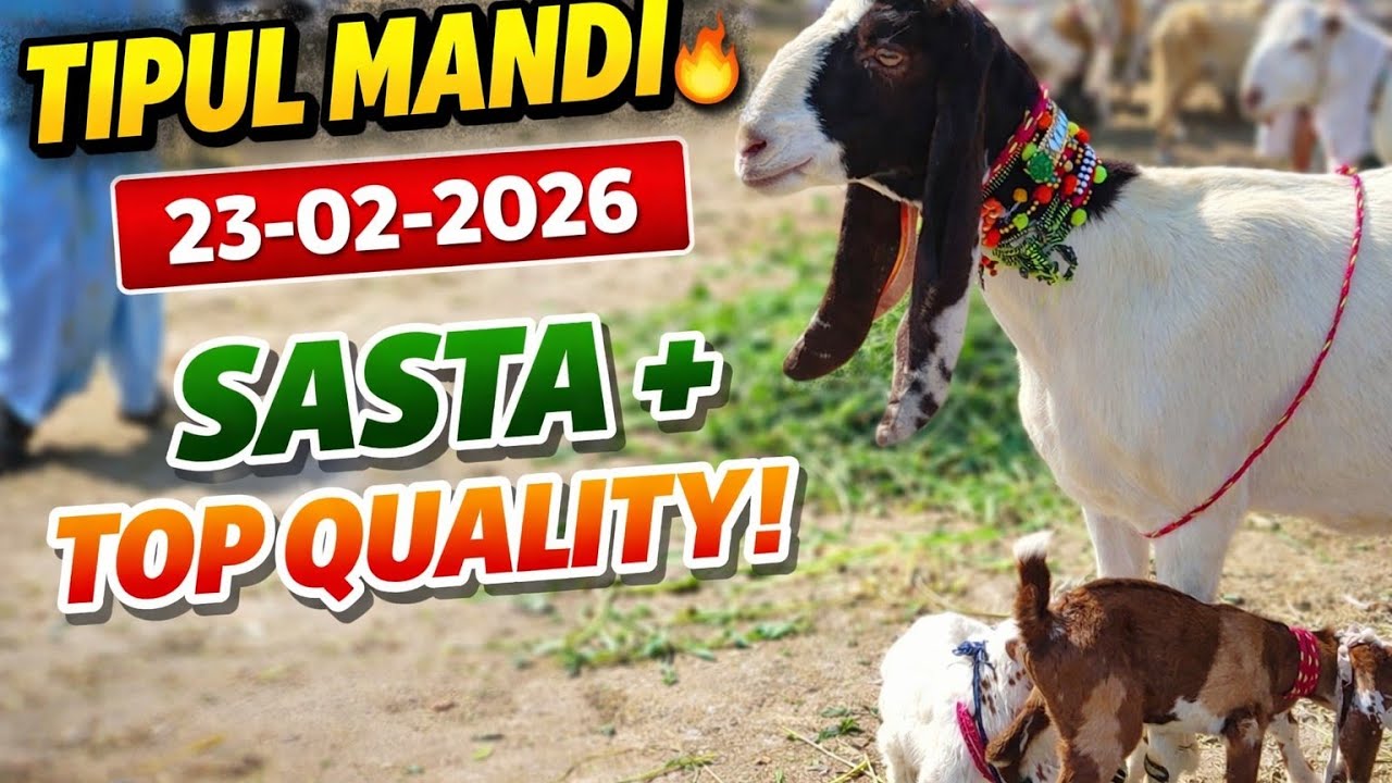 |Tipul Bakra Mandi Special | Sasta Bhi Aur Quality Bhi Top| Vlog 189 | Bakra Mandi Jacobabad|