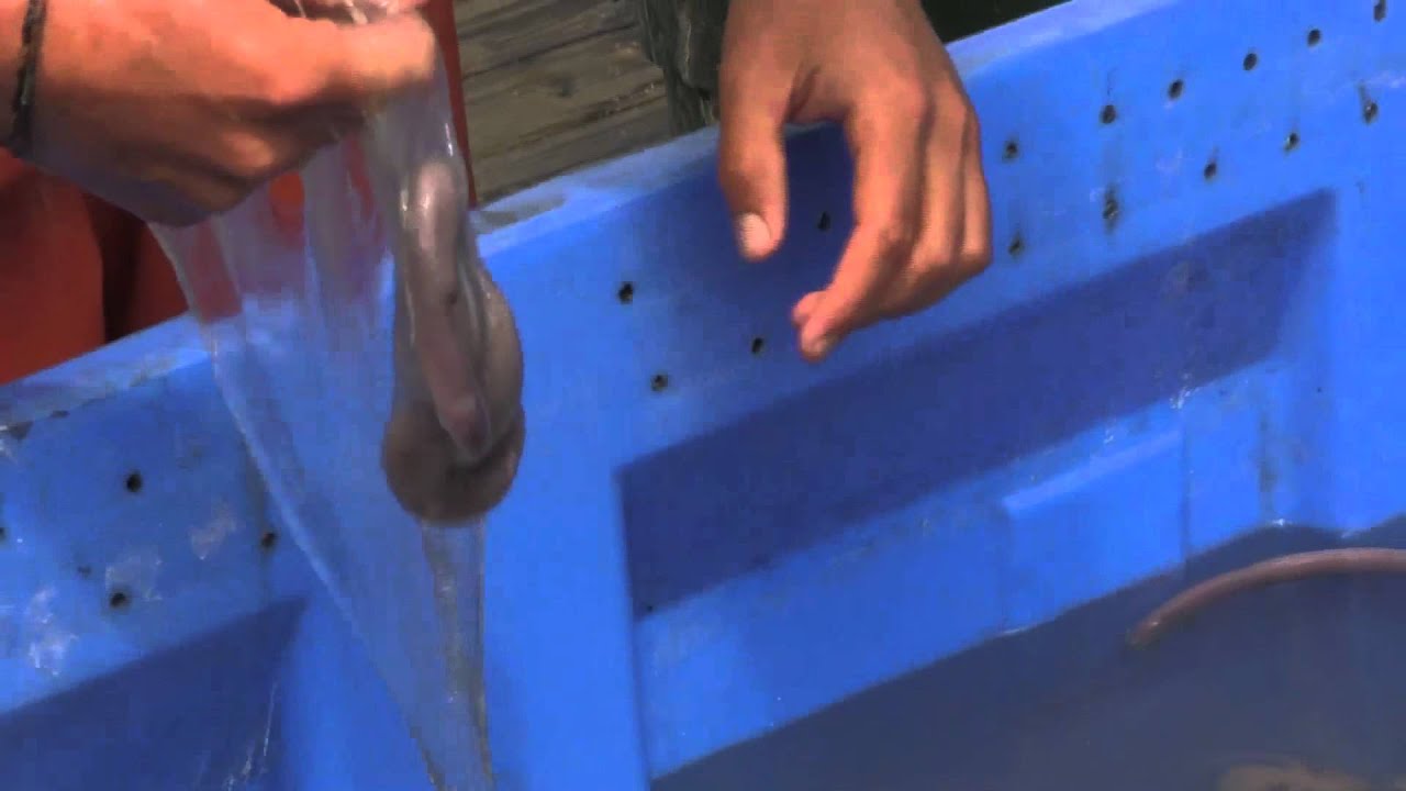 Hagfish slime removal Morro Bay, CA