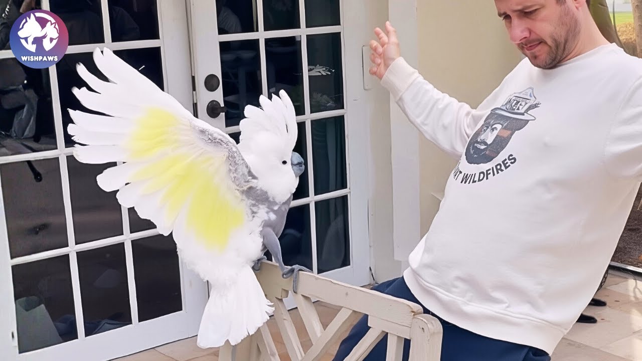 Rescued Cockatoo Who Lost Her Owner Finds Healing With Her New Dance Partner