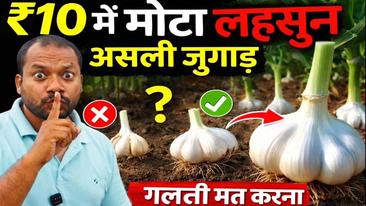 लहसुन का कंद बढ़ाने की दवा | lahsun ke kand ko mota kaise kare | Lahsun ka size kaise badhaye
